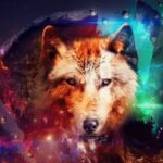 Wallpaper: 8xsof43zhre = Wolf